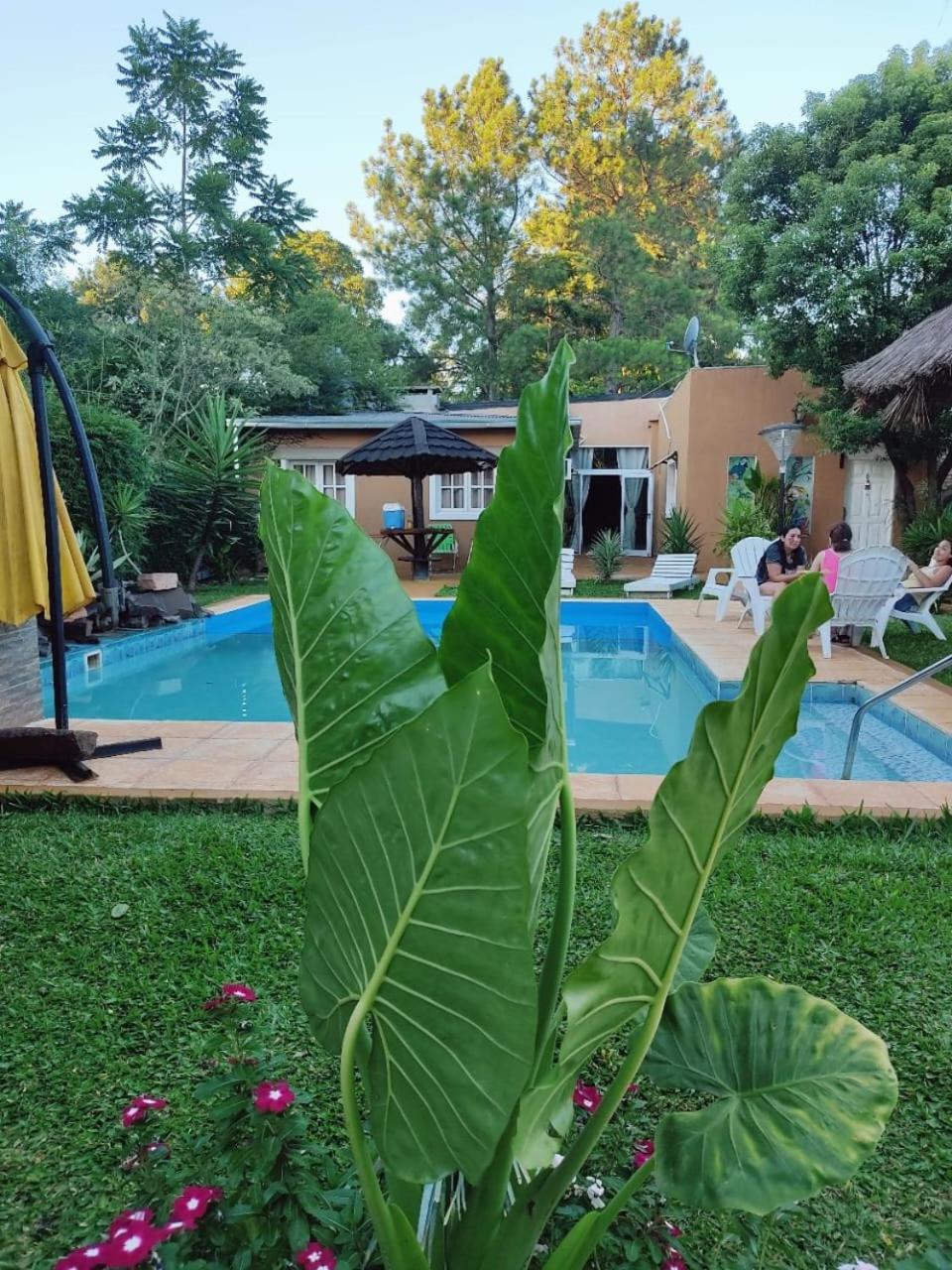 Violetas Candelaria (Misiones)
